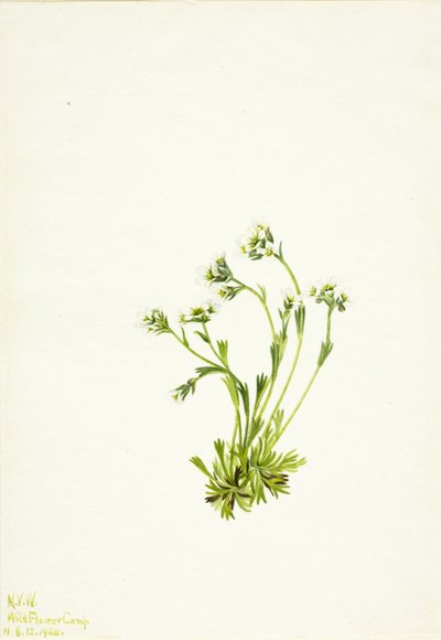 Saxifrage (Saxifraga caespitosa) - Mary Vaux Walcott