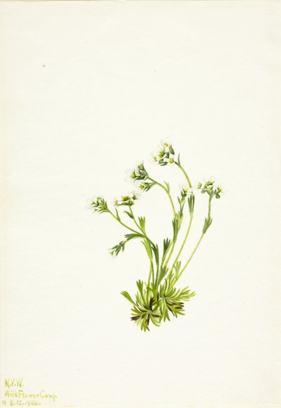 Saxifrage Saxifraga caespitosa - Mary Vaux Walcott
