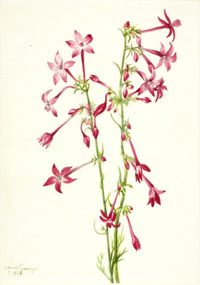 Gilia écarlate (Gilia aggregata) - Mary Vaux Walcott