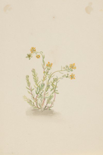 Sedum stenopetalum - Mary Vaux Walcott