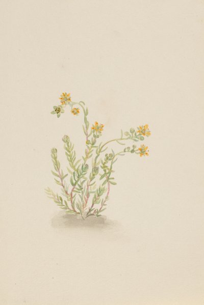 Sedum stenopetalum, vers 1917-1918 - Mary Vaux Walcott