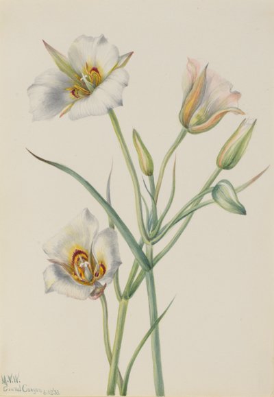 Lys de Ségo (Calochortus nuttallii) - Mary Vaux Walcott