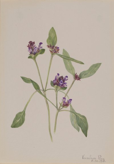 Auto-guérison (Prunella vulgaris) - Mary Vaux Walcott