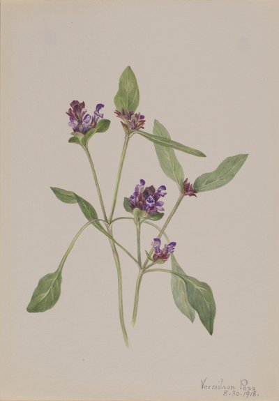 Prunelle commune Prunella vulgaris - Mary Vaux Walcott
