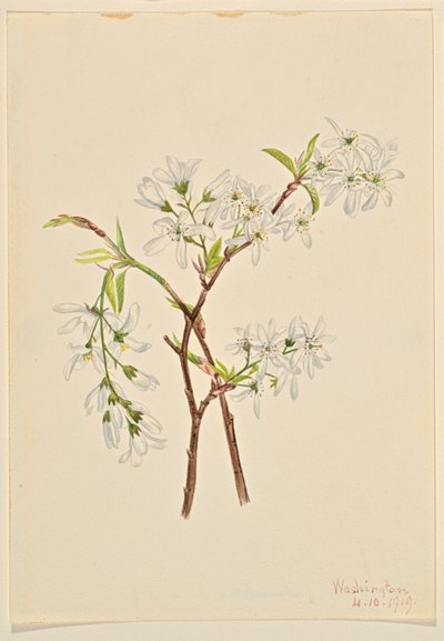 Amélanchier (Amelianchier oblongifolia) - Mary Vaux Walcott