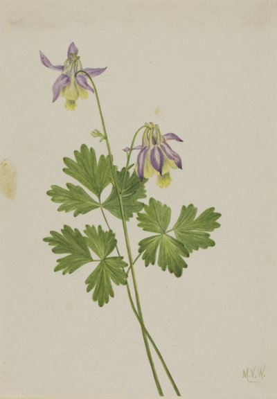 Ancolie à feuilles étroites (Aquilegia brevistyla) - Mary Vaux Walcott