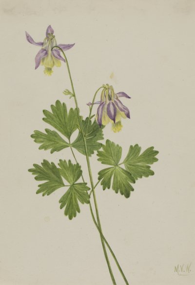 Ancolie à éperon court Aquilegia brevistyla - Mary Vaux Walcott