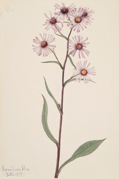 Aster voyant Aster conspicuus - Mary Vaux Walcott
