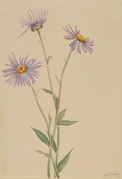 Vergerette voyante, 1902 - Mary Vaux Walcott