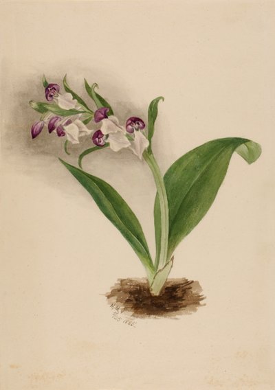 Orchidées spectaculaires Orchis spectabilis - Mary Vaux Walcott