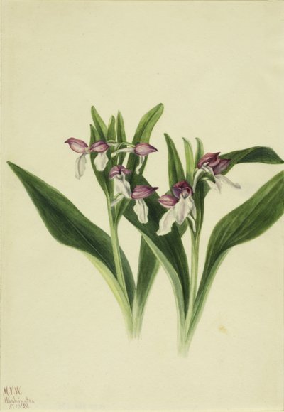 Orchis spectabulaire (Orchis spectabilis) - Mary Vaux Walcott