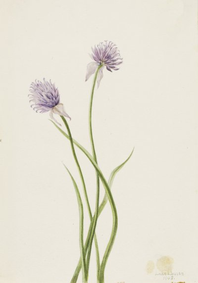Oignon de Sibérie Allium sibericum, 1903 - Mary Vaux Walcott