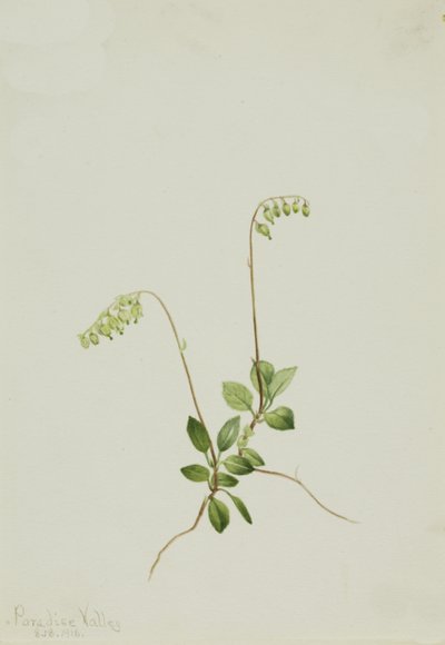 Sidebells Pyrola Pyrola secunda - Mary Vaux Walcott