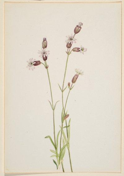 Silene multicaulis - Mary Vaux Walcott