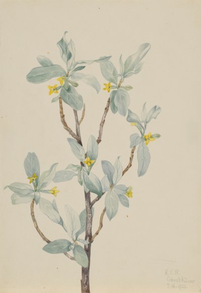 Myrtille (Elaeagnus commutata) - Mary Vaux Walcott
