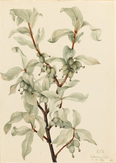 Myrtille (Elaeagnus commutata) - Mary Vaux Walcott