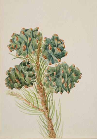 Pin à une seule feuille Pinus monophylla, vers 1930 - Mary Vaux Walcott