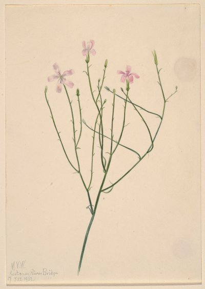 Fleur squelette (Lygodesmia juncea) - Mary Vaux Walcott