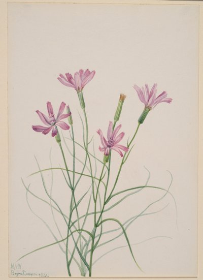 Herbe aux squelettes (Lygodesmia grandiflora) - Mary Vaux Walcott