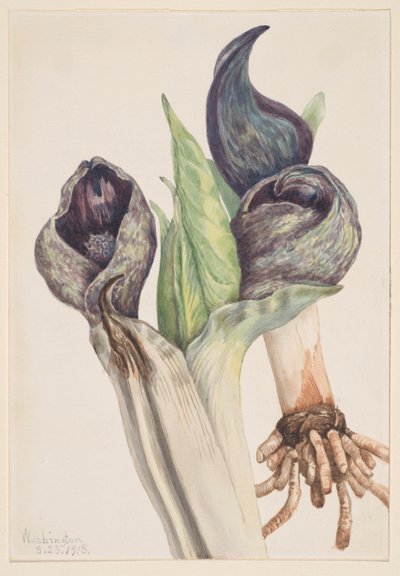Chou mouffette (Spathyema foetida) - Mary Vaux Walcott