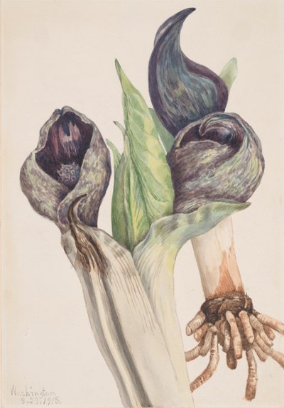 Chou Puant Spathyema foetida, 1918 - Mary Vaux Walcott