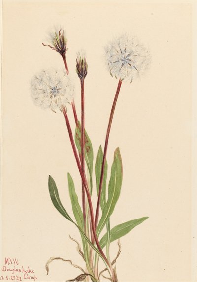 Agoseris gracilens, 1922 - Mary Vaux Walcott