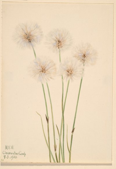 Slender Cotton-Grass (Eriophorum chamissonis) - Mary Vaux Walcott