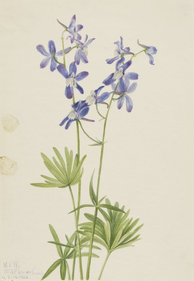 Slim Larkspur (Delphinium depauperatum) - Mary Vaux Walcott
