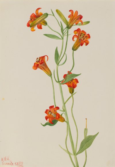 Petite Lys tigré Lilium parvum, 1933 - Mary Vaux Walcott