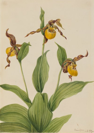 Petit sabot de Vénus Cypripedium parviflorum - Mary Vaux Walcott