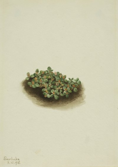 Saule des neiges (Salix nivalis) - Mary Vaux Walcott