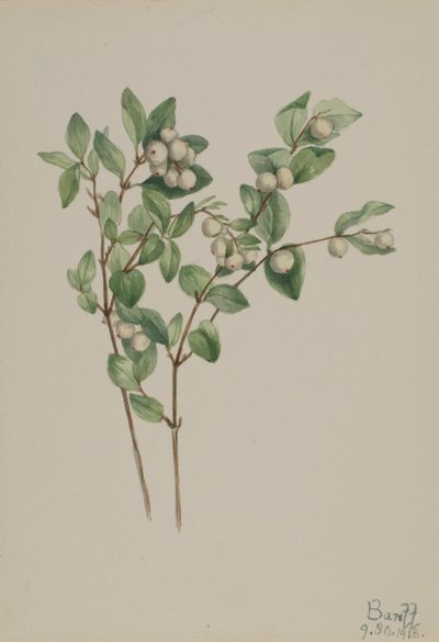 Myrtille (Symphoricarpos albus) - Mary Vaux Walcott