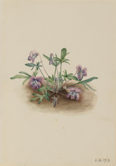 Violette de la côte sud (Viola septemloba) - Mary Vaux Walcott