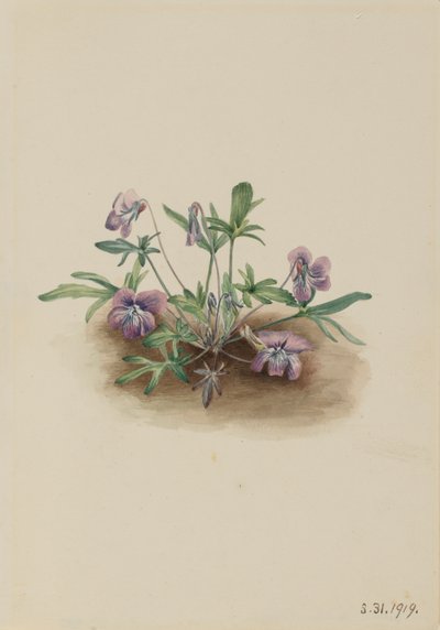 Violette de la côte sud Viola septemloba, 1919 - Mary Vaux Walcott