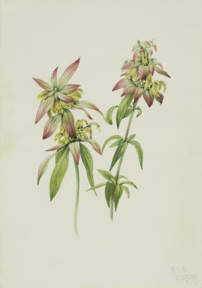 Monarde ponctuée - Mary Vaux Walcott