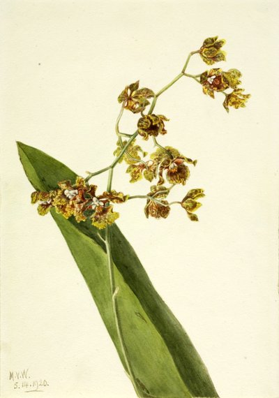 Cyrtopodium tacheté Cyrtopodium punctatum - Mary Vaux Walcott