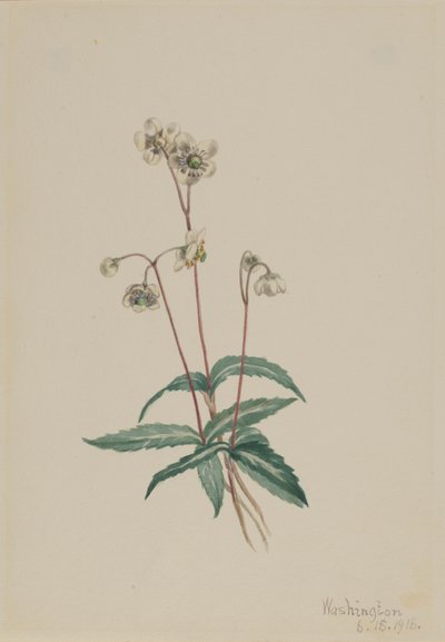 Pipsissewa tacheté (Chimaphila maculata) - Mary Vaux Walcott