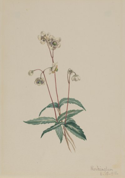 Pipsissewa tachetée Chimaphila maculata, 1918 - Mary Vaux Walcott