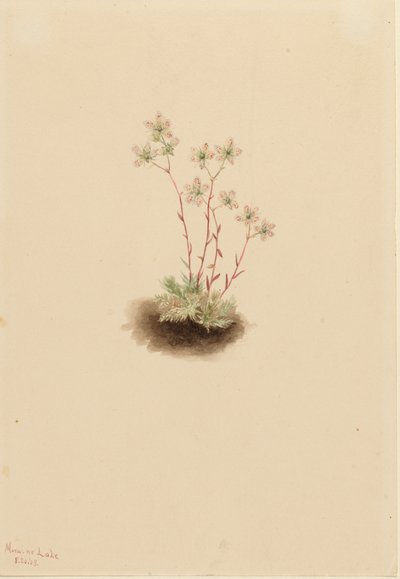 Saxifrage tachetée Saxifraga bronchialis - Mary Vaux Walcott