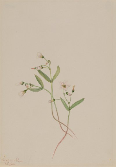 Belle de printemps (Claytonia lanceolata) - Mary Vaux Walcott