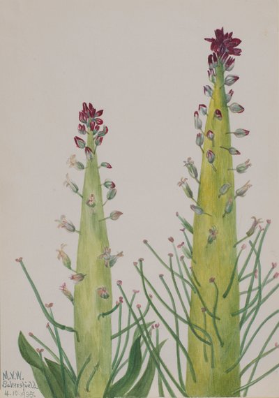 Chou-Indienne Caulanthus inflatus, 1935 - Mary Vaux Walcott