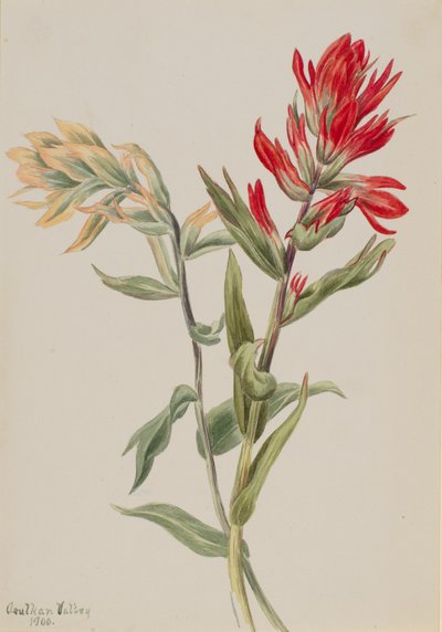 Stachys palustria, 1900 - Mary Vaux Walcott