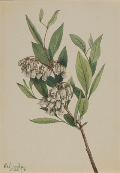 Pieris mariana (Pieris mariana) - Mary Vaux Walcott
