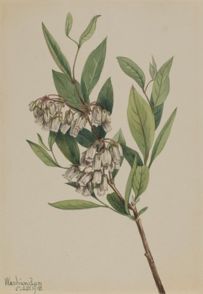 Andromède Pieris mariana - Mary Vaux Walcott