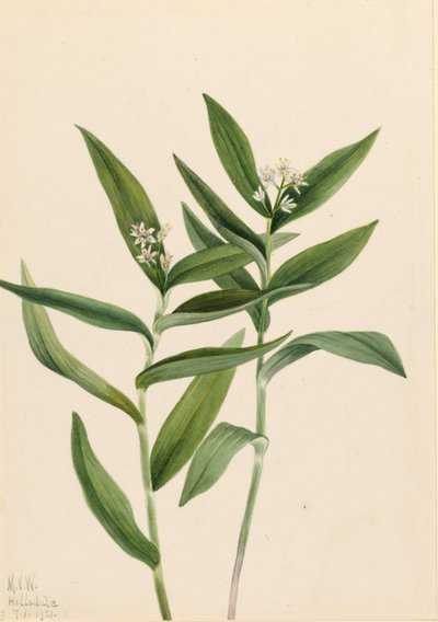 Solomonplume étoilé (Star Vagnera) - Mary Vaux Walcott