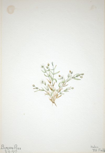 Stelleria leata - Mary Vaux Walcott