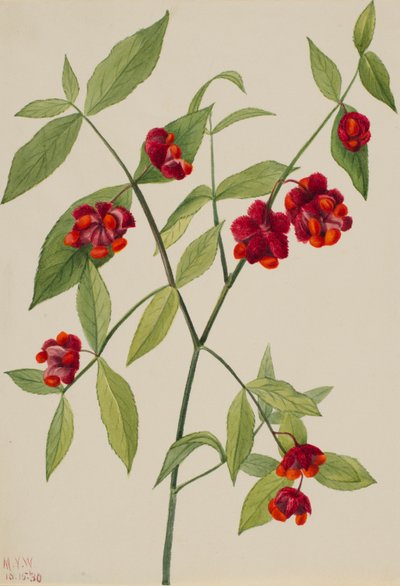 Buisson de fraises - "Hearts Bustin