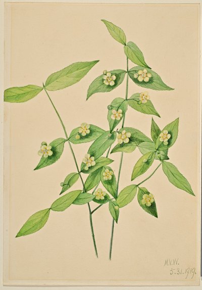 Euonymus americanus (arbuste à fraises) - Mary Vaux Walcott