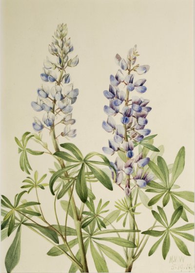 Lupin à cadran (Lupinus perennis) - Mary Vaux Walcott