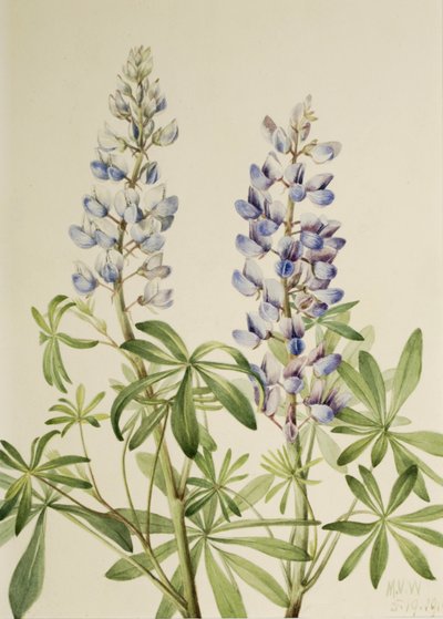 Cadran solaire Lupine Lupinus perennis, 1919 - Mary Vaux Walcott